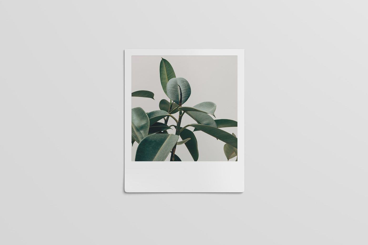 Download Polaroid Mockup (4 Sizes) By graphiccrew | TheHungryJPEG.com