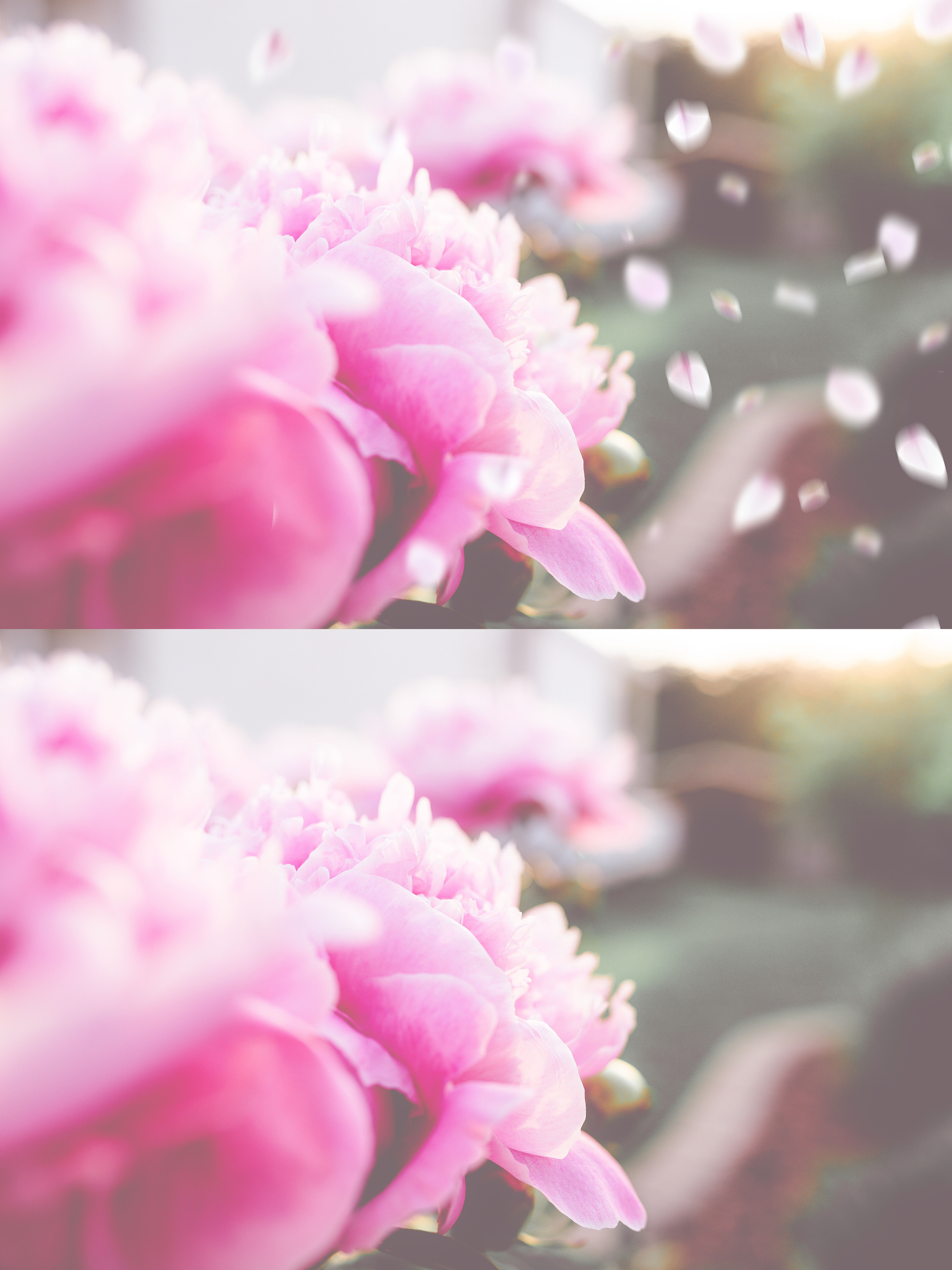 flower: Flower Overlay Photoshop
