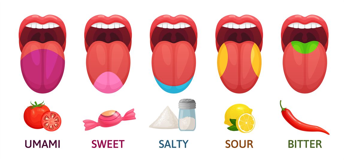 Tongue taste areas. Sweet, bitter and salty tastes. Umami and sour tas ...