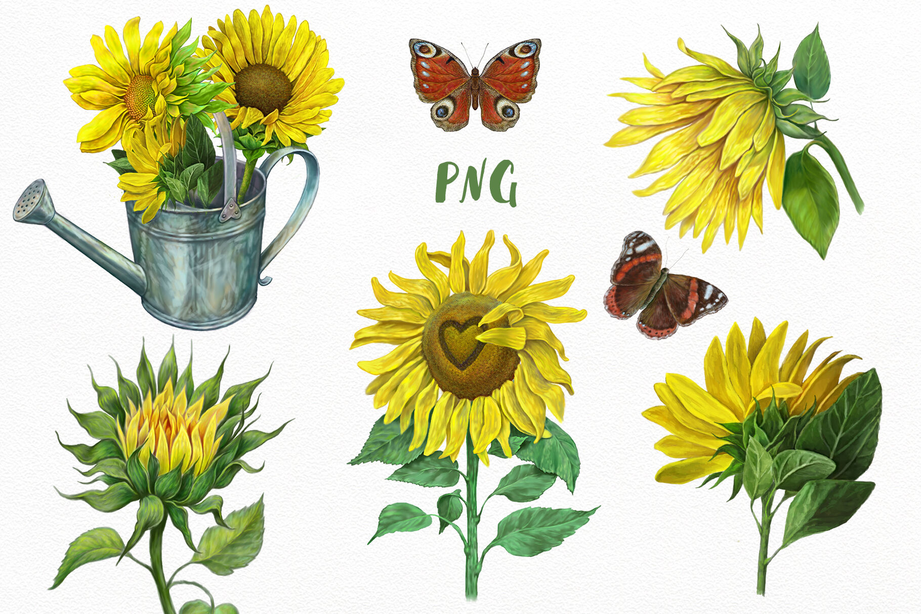 Sunflowers Clipart By world illustrations | TheHungryJPEG.com