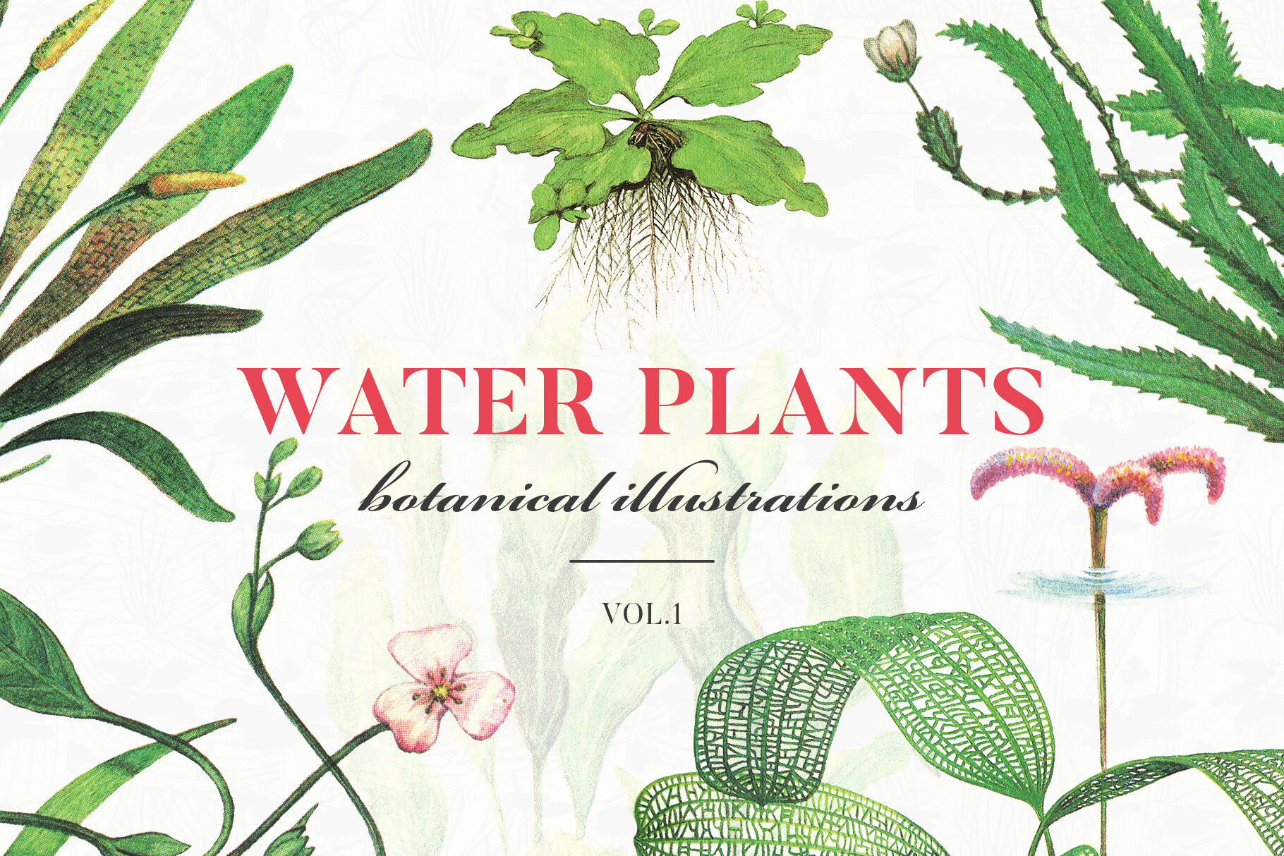 Water Plants Vol 1 30 Off By Freezerondigital Thehungryjpeg Com
