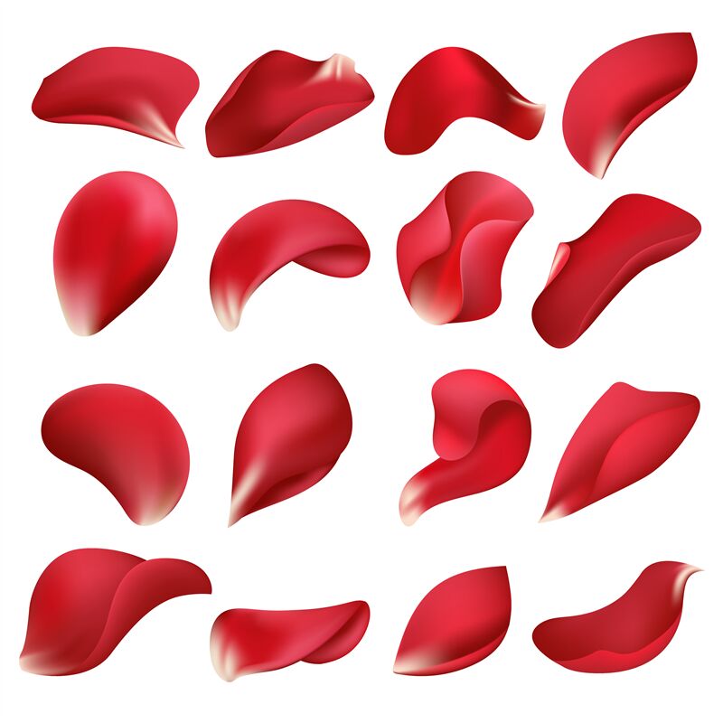 Realistic red rose flower petals isolated on white ...