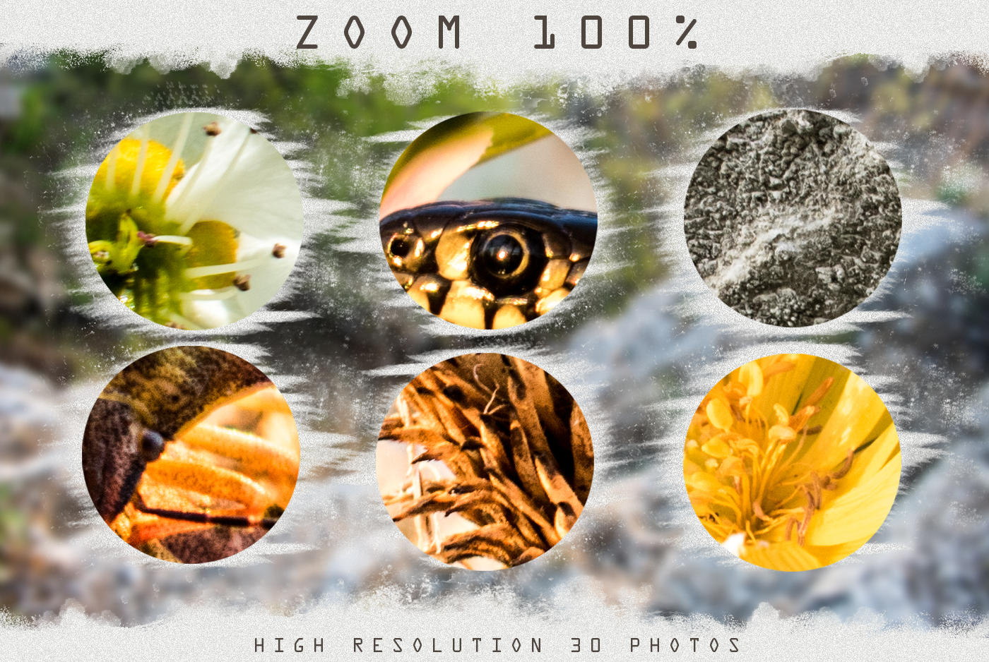 Download Textures Photoshop 30 Nature Beetle Flowers Snake Stone By 2suns Thehungryjpeg Com