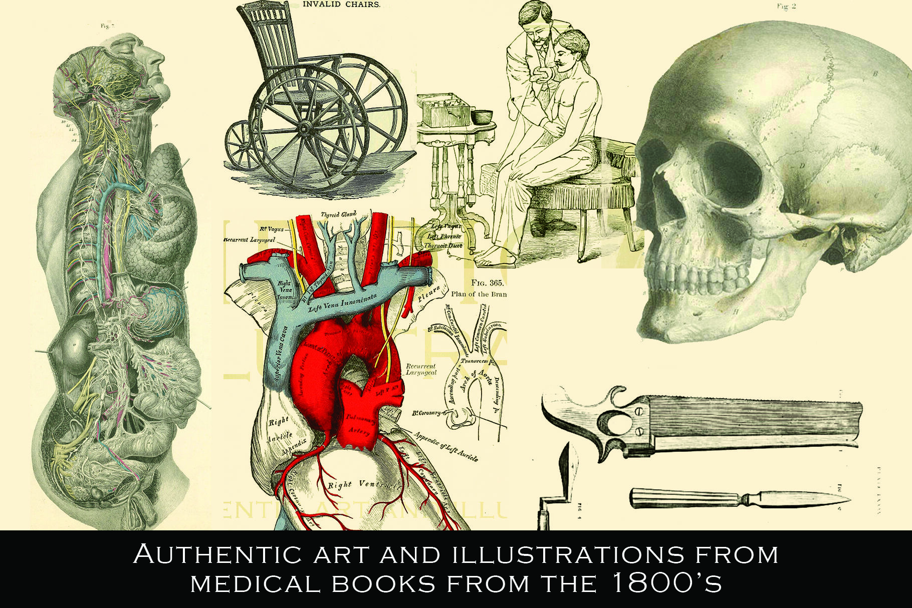 free download vintage medical illustrations