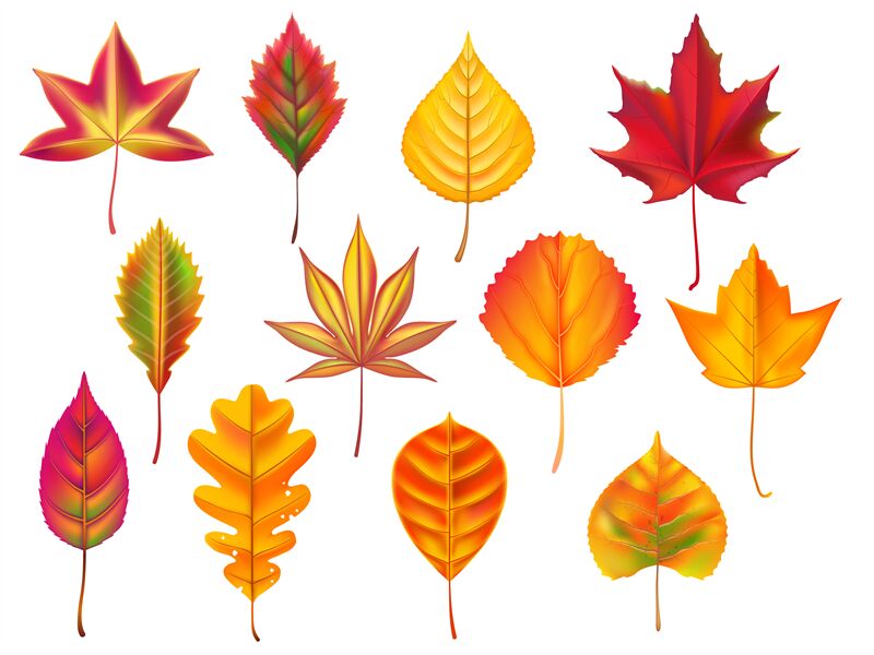 How to Draw Autumn Leaves