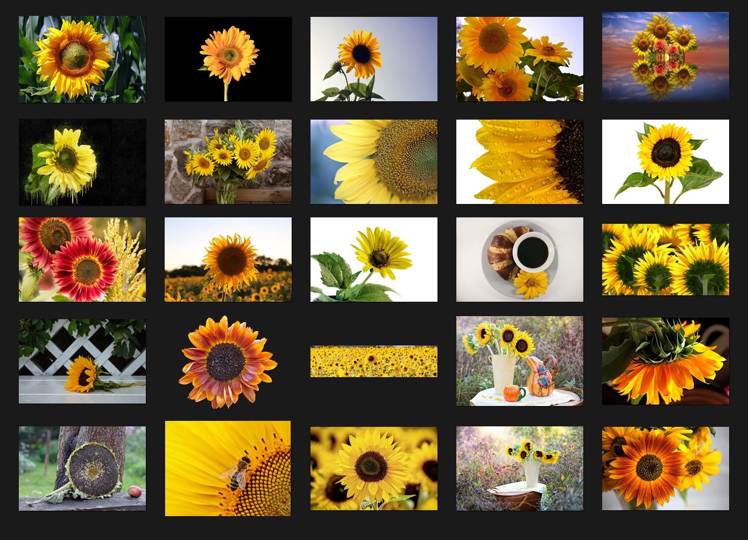 200 SUNFLOWER FLOWER DIGITAL PHOTOSHOP OVERLAYS BACKDROPS BACKGROUND PHOTOGRAPHY 
