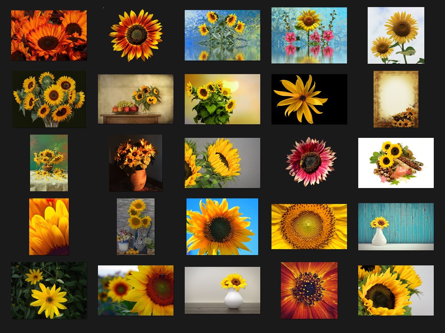 200 SUNFLOWER FLOWER DIGITAL PHOTOSHOP OVERLAYS BACKDROPS BACKGROUND PHOTOGRAPHY 