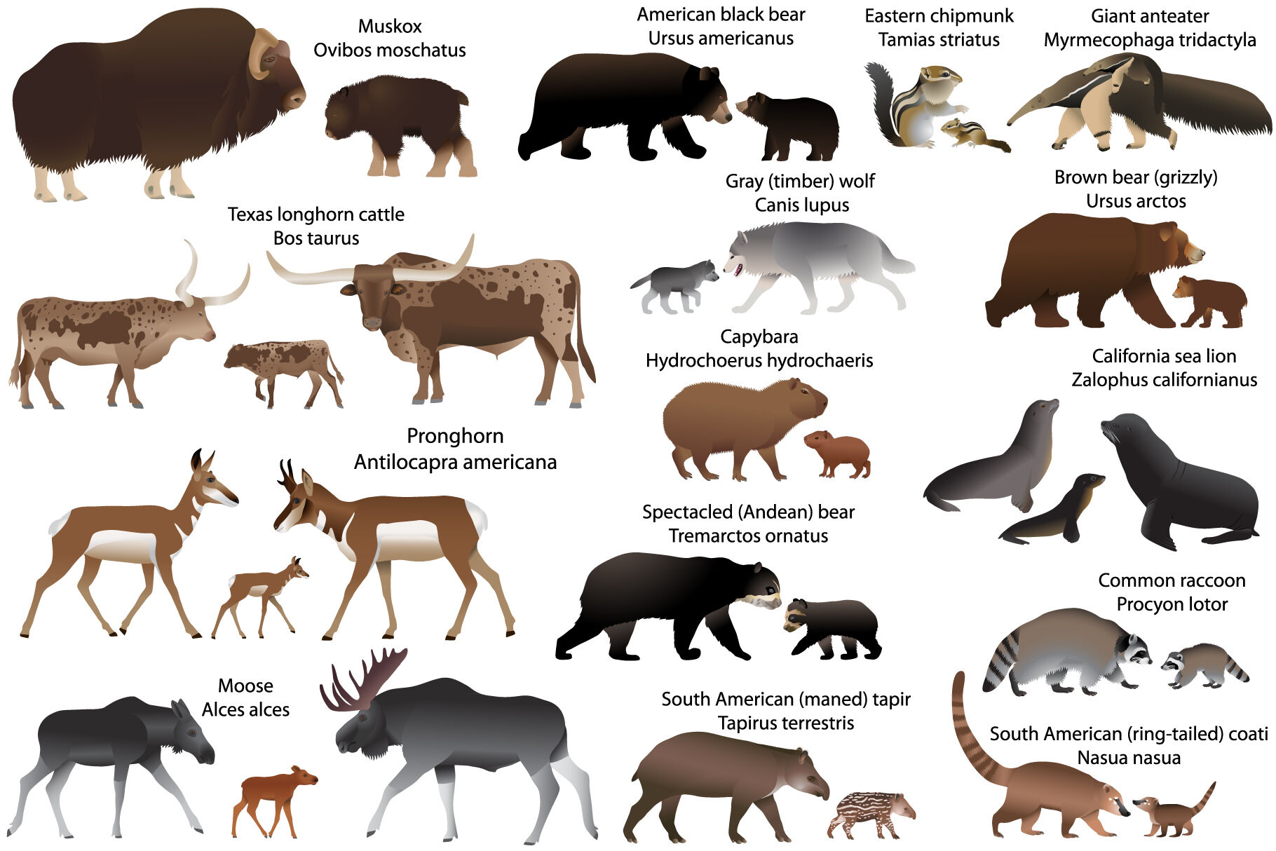 15 animal species of America with cubs By Viktoria1703 | TheHungryJPEG