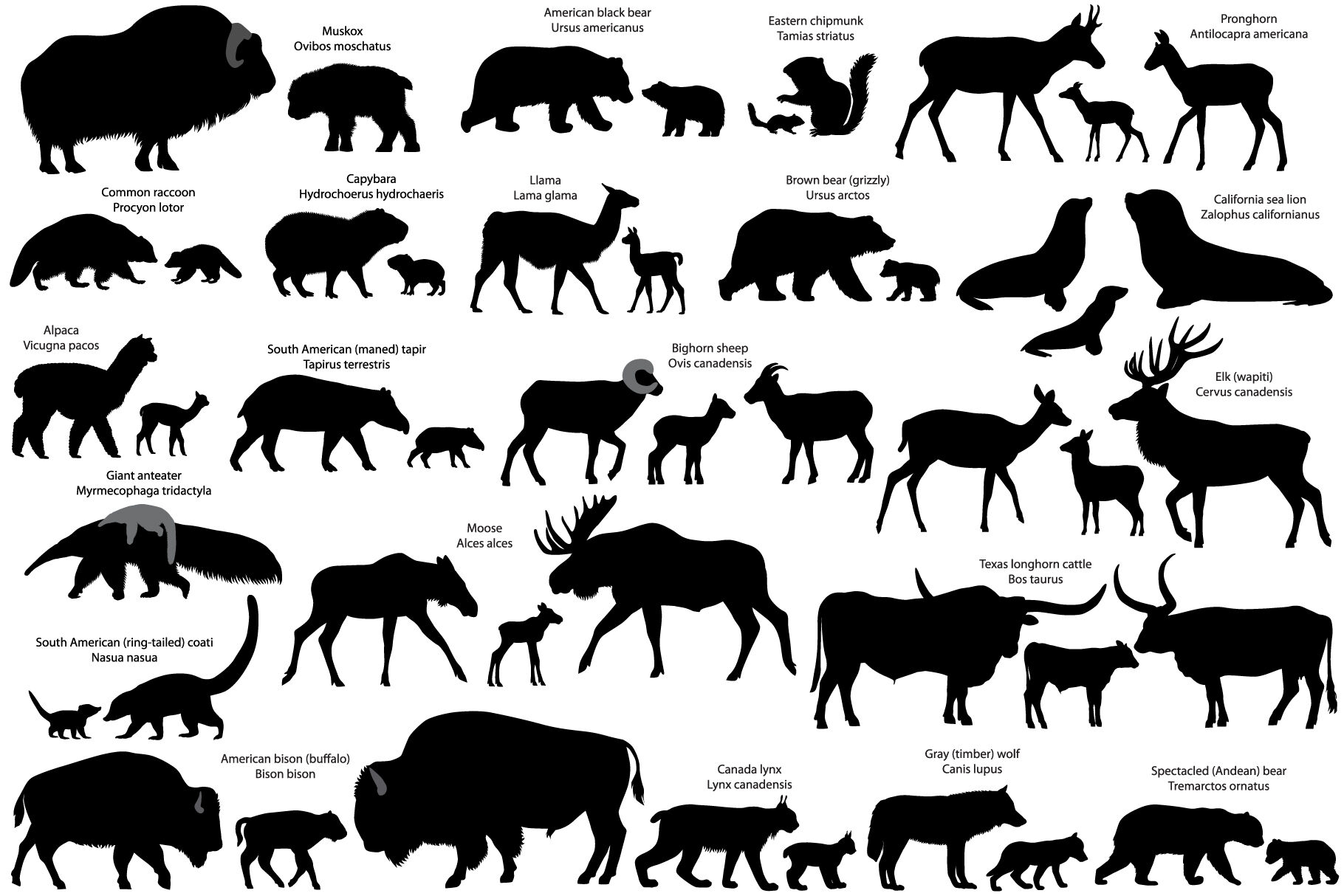 21 animal. Животные Евразии силуэт. Животные Северной Америки вектор. Звери вектор. Тапир силуэт.