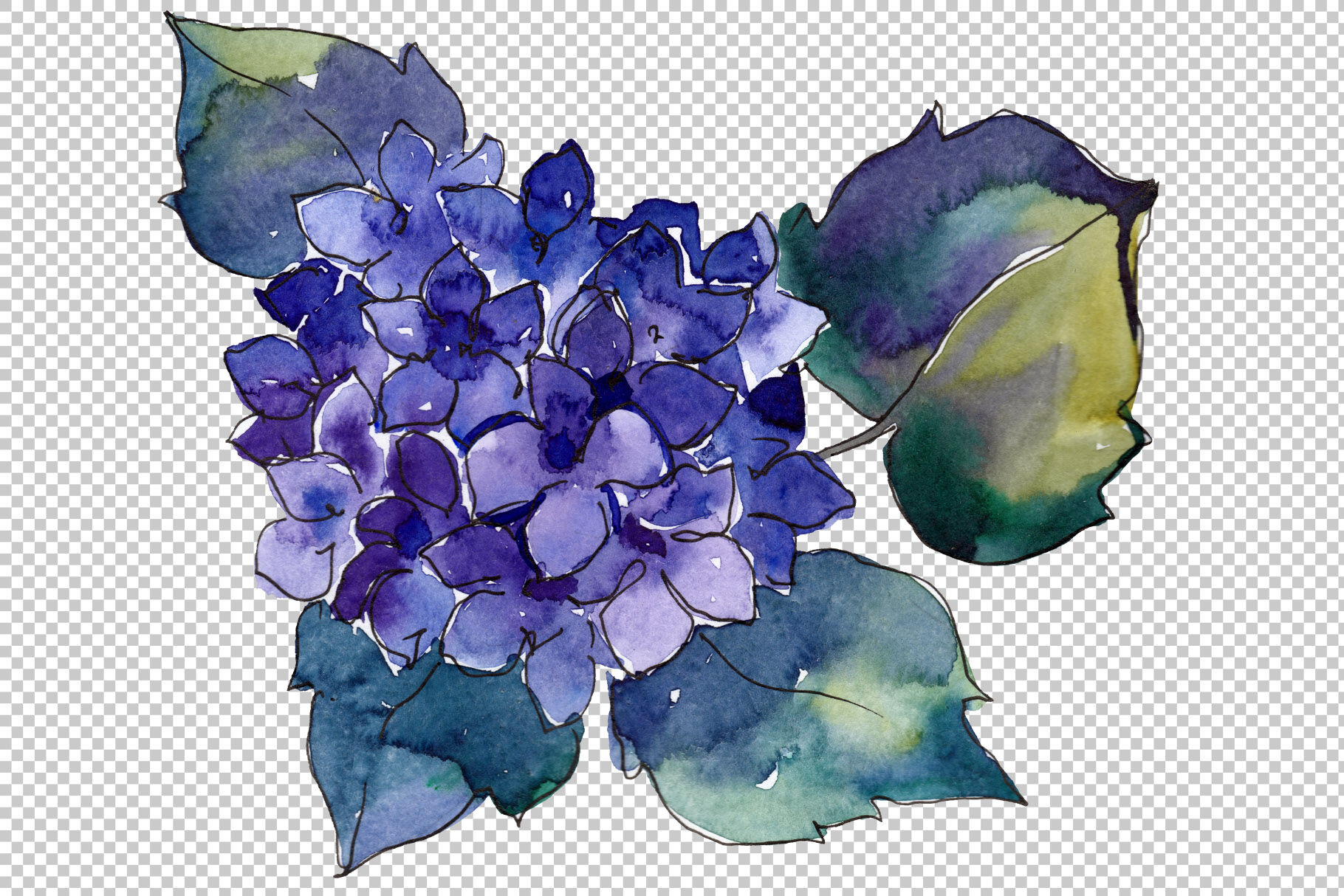 Purple Hydrangea Watercolor Set Hand Painted Flowers Free Commercial