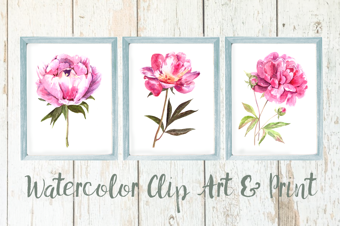 Watercolor Pink Peony Clip Art And Print By Tatibordiu Watercolor Thehungryjpeg 