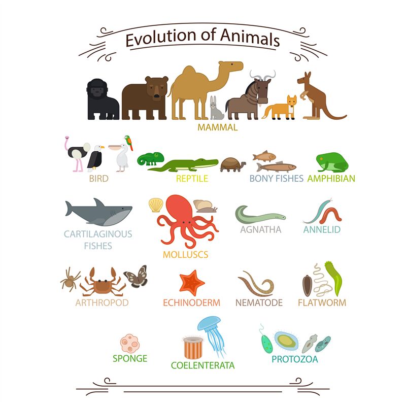 Biological evolution animals By SmartStartStocker | TheHungryJPEG