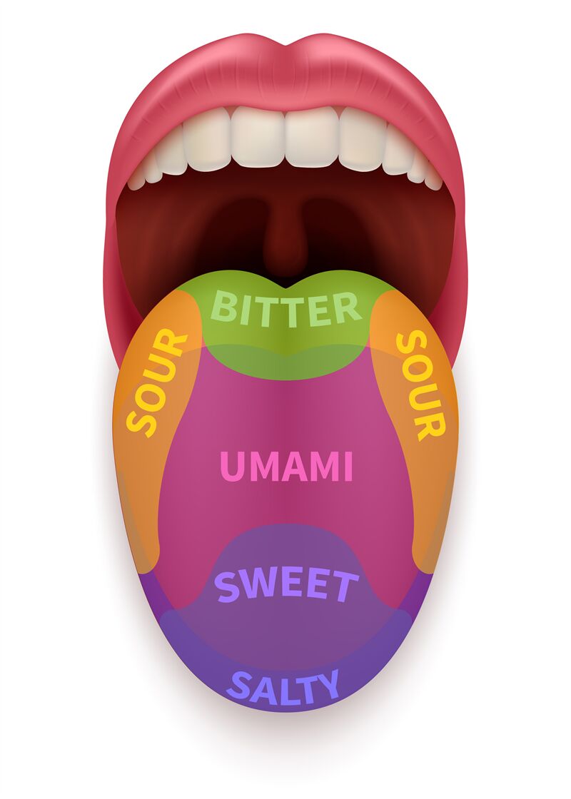 sense-of-taste-diagram