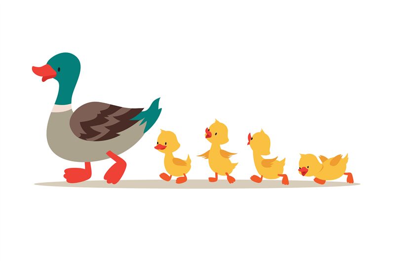 Mother duck and ducklings. Cute baby ducks walking in row. Cartoon vec By  Microvector | TheHungryJPEG