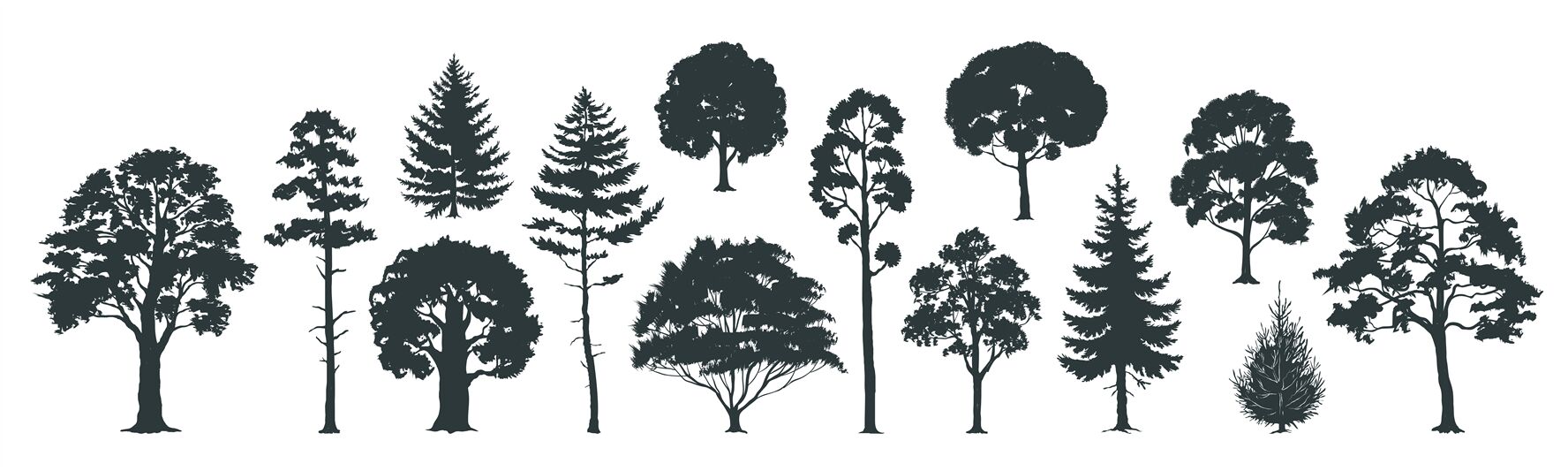 Trees Silhouettes Forest And Park Pines Firs And Spruces Coniferous By Spicytruffel Thehungryjpeg Com