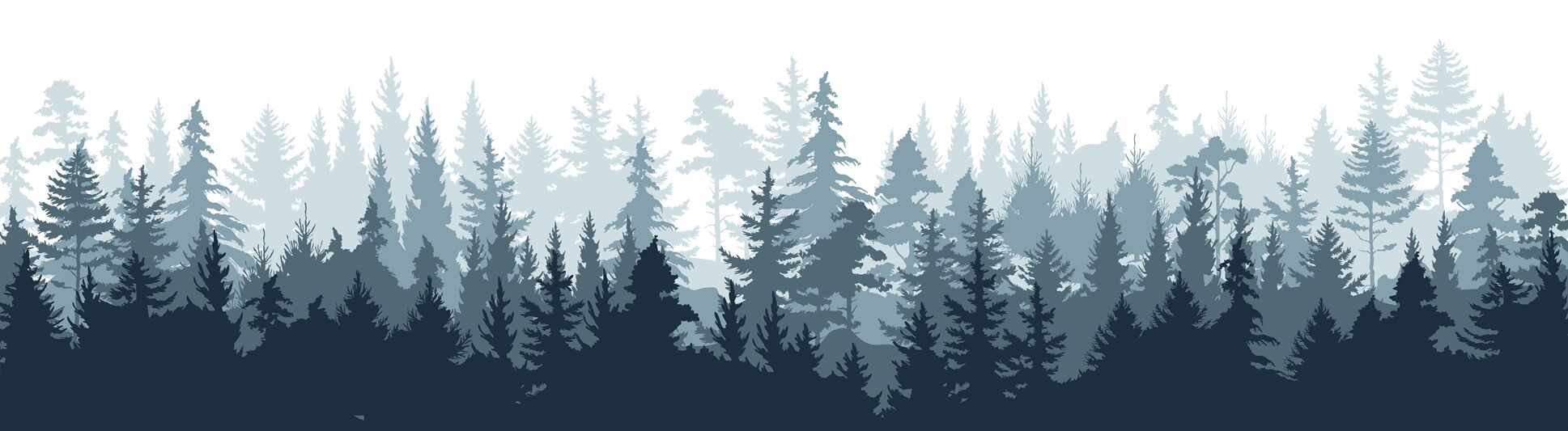 Pine forest. Silhouette wood tree background, wild nature woodland lan