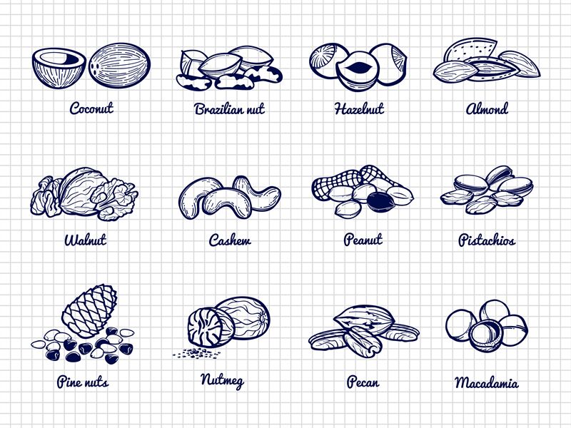 Nuts Sketch Hand Drawn Popular Nuts Vector Set By Microvector Thehungryjpeg Com