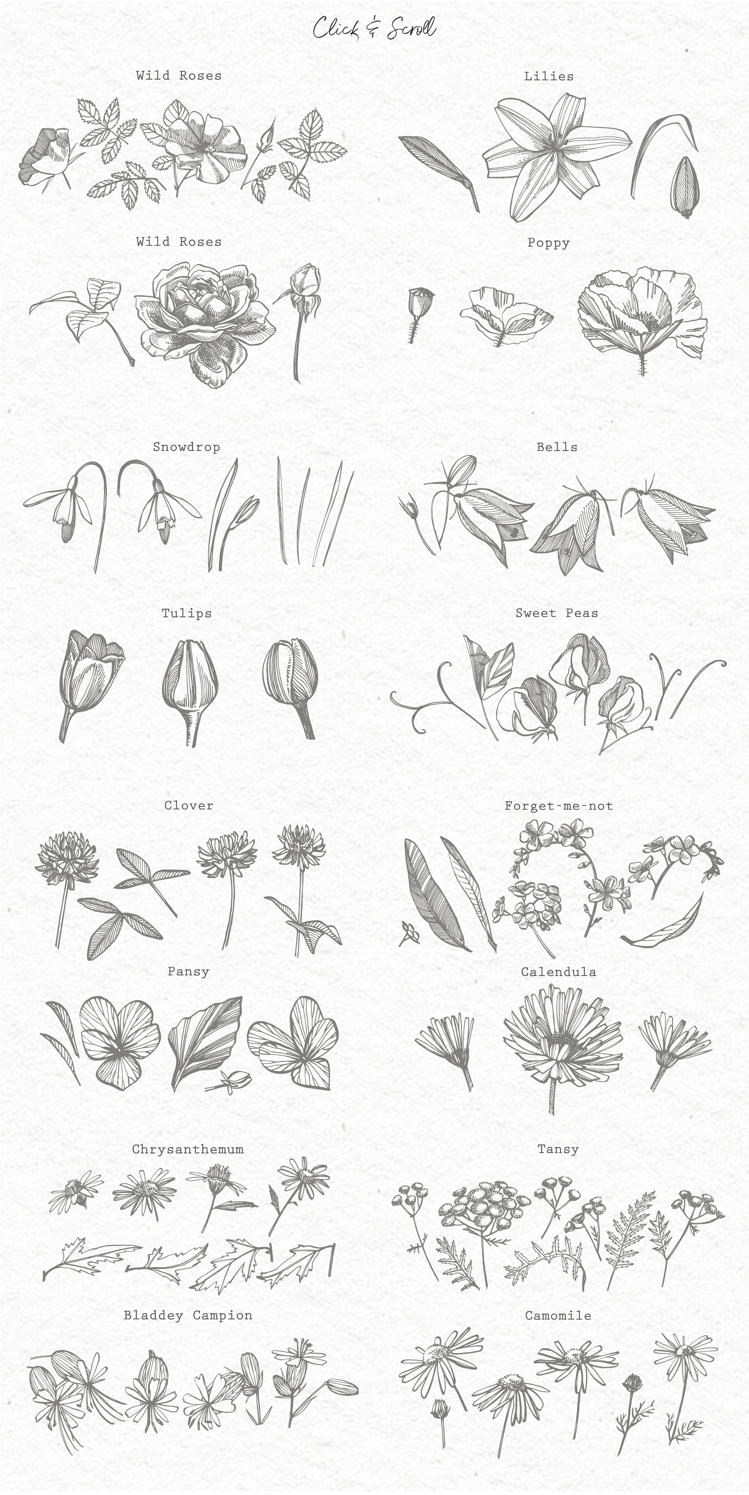 Hand Drawn Plants & Flowers set By Astro Ann | TheHungryJPEG