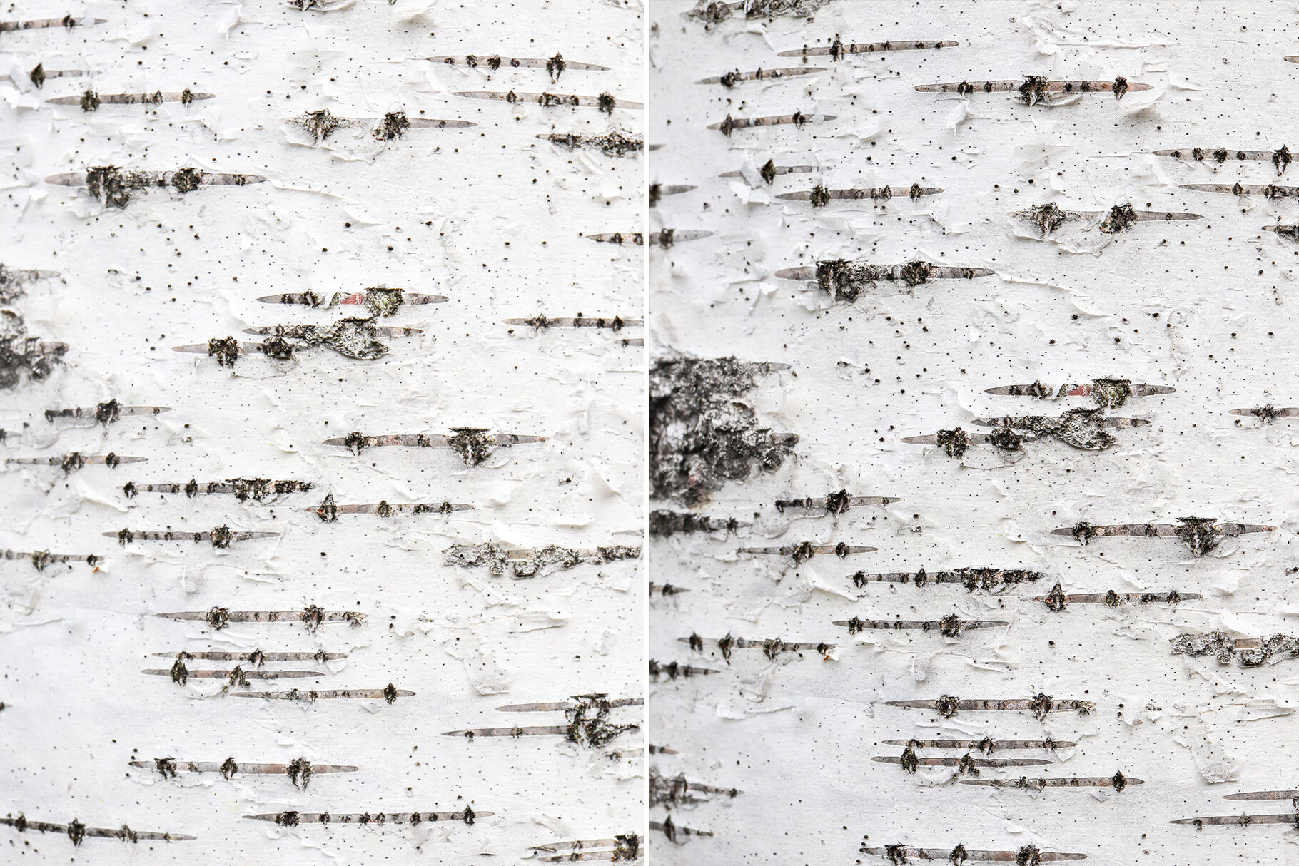 Free Printable Birch Bark Paper