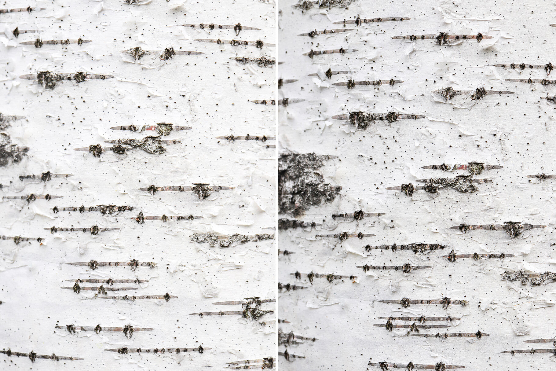 12 Birch Bark Background Textures By Textures Overlays Store 