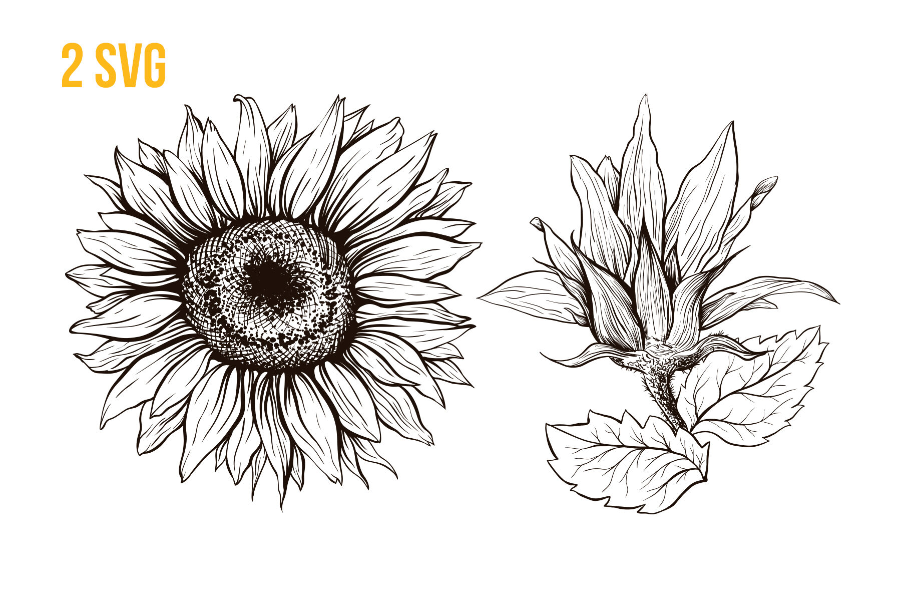 Download Sunflower Sublimation Design And Svg For Thanksgiving By Ilonitta Thehungryjpeg Com