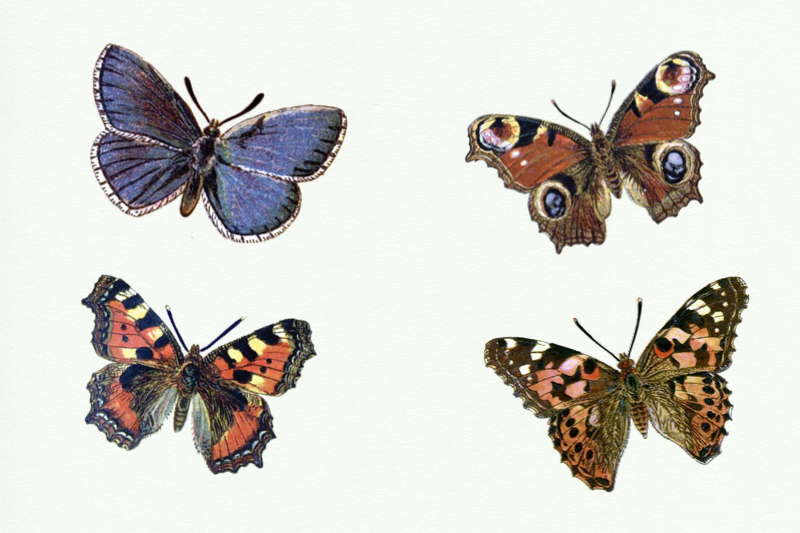 Vintage Butterflies llustrations, Retro Butterfly Clipart By Old ...