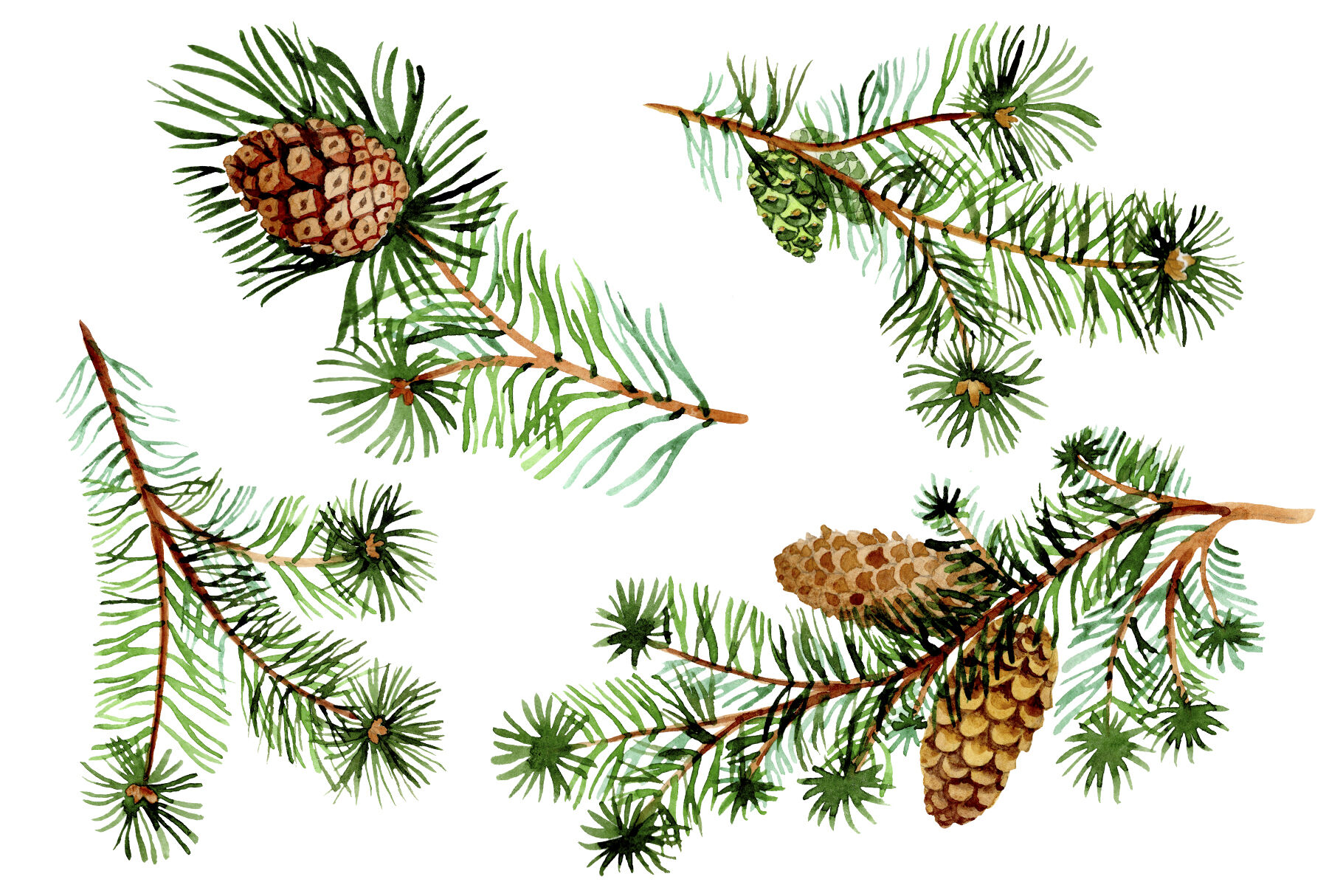 Evergreen With Buds Watercolor Png By Mystocks Thehungryjpeg Com