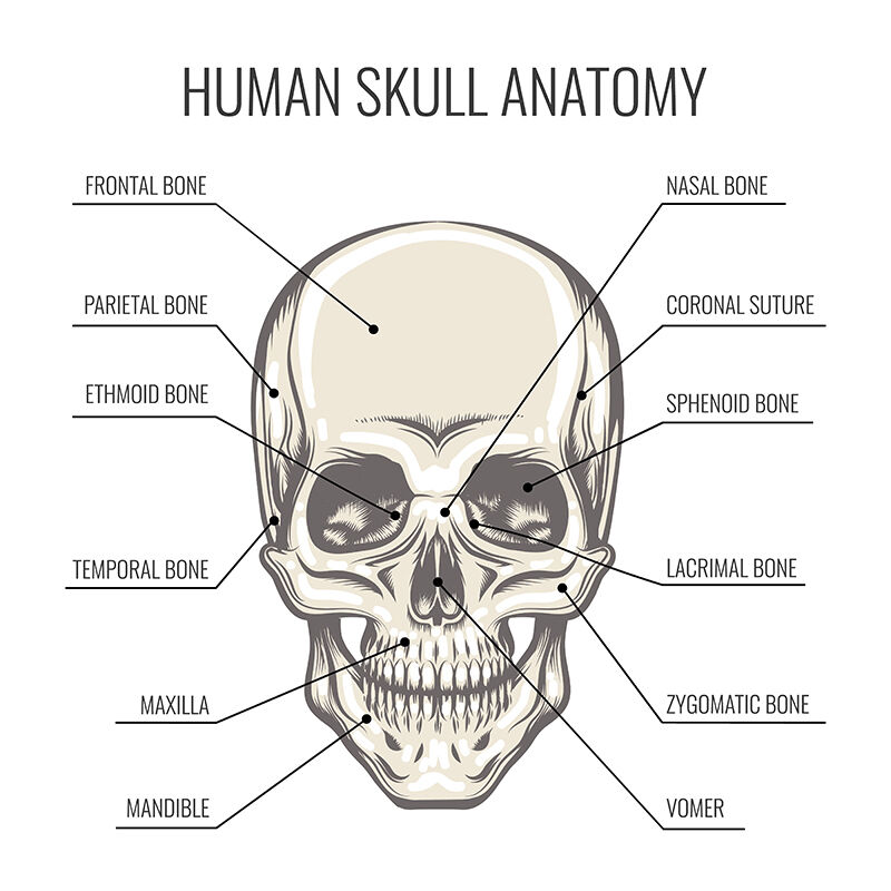 Human Skull Anatomy By Olena1983 Thehungryjpeg