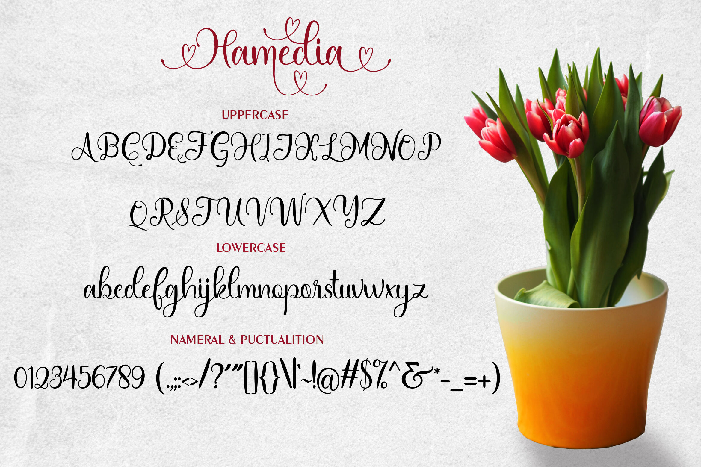 Hamedia Script Font By Mdr Designs Thehungryjpeg Com