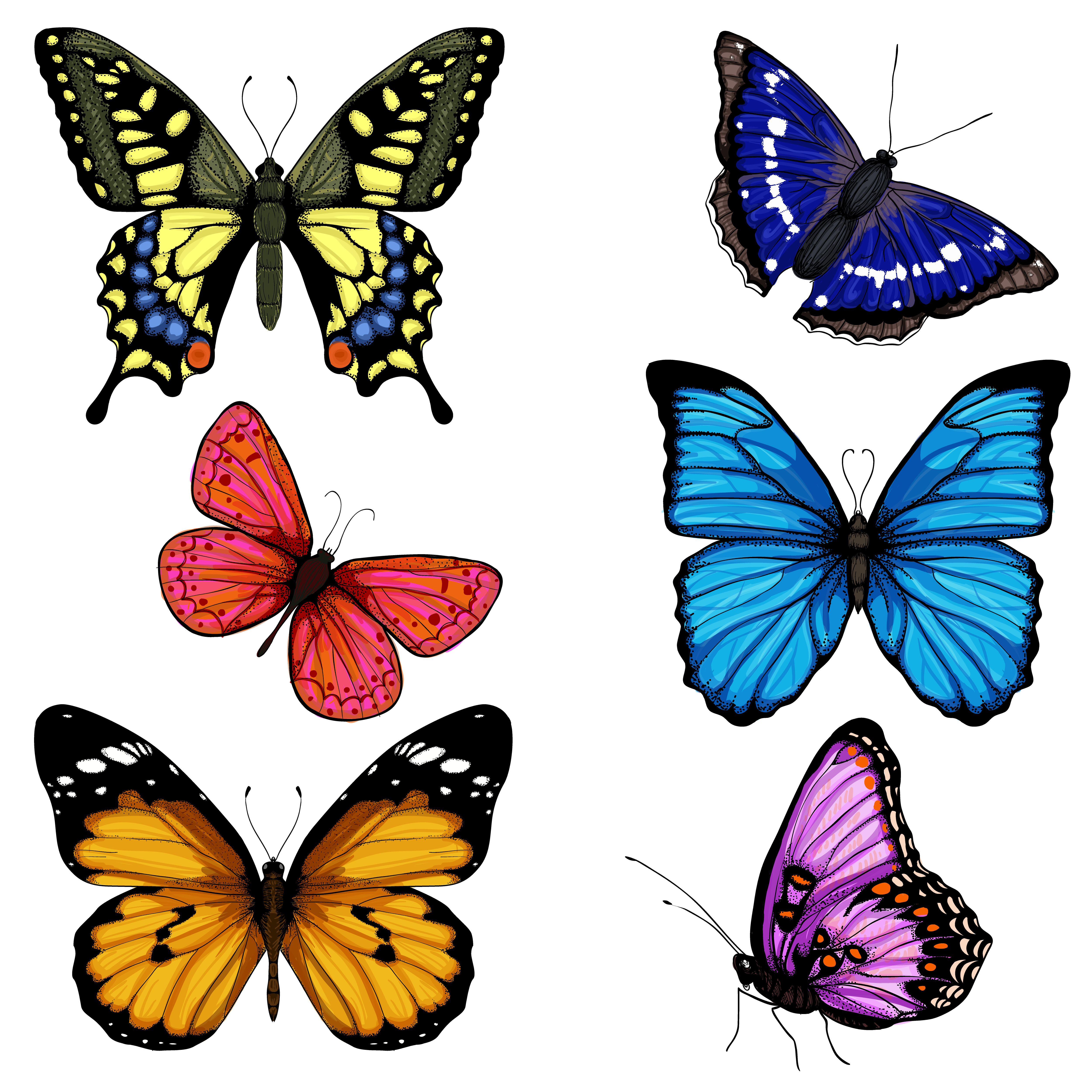 Vector butterfly hand drawn set colorful on white background. By ekossa_art