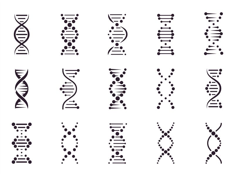 Dna Model Elements Chemistry Spiral Chromosome Structure Concept Gen By Winwin Artlab Thehungryjpeg Com