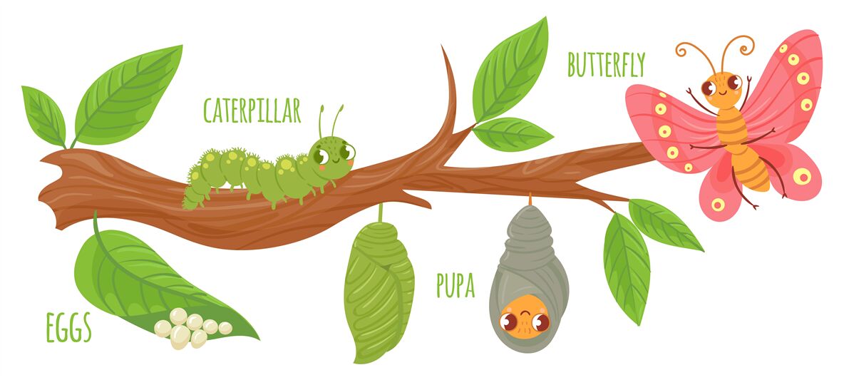 cartoon-butterfly-life-cycle-caterpillar-transformation-butterflies-by-tartila-thehungryjpeg