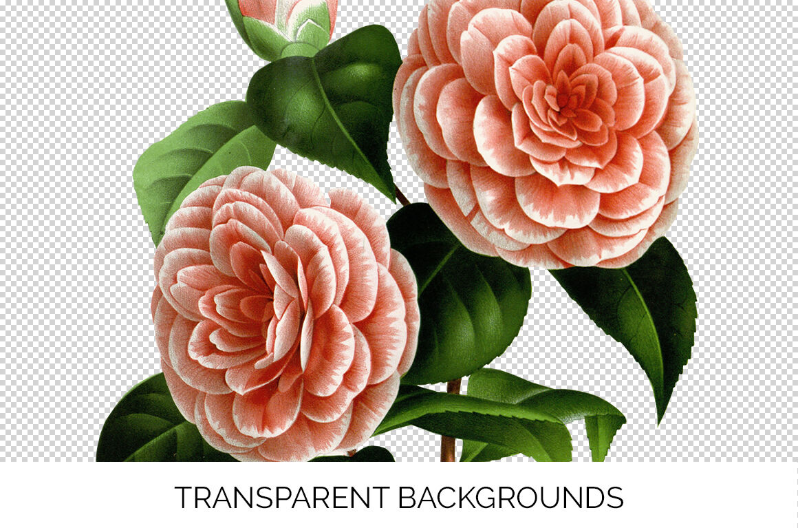 Camellia Clipart By Enliven Designs Thehungryjpeg Com