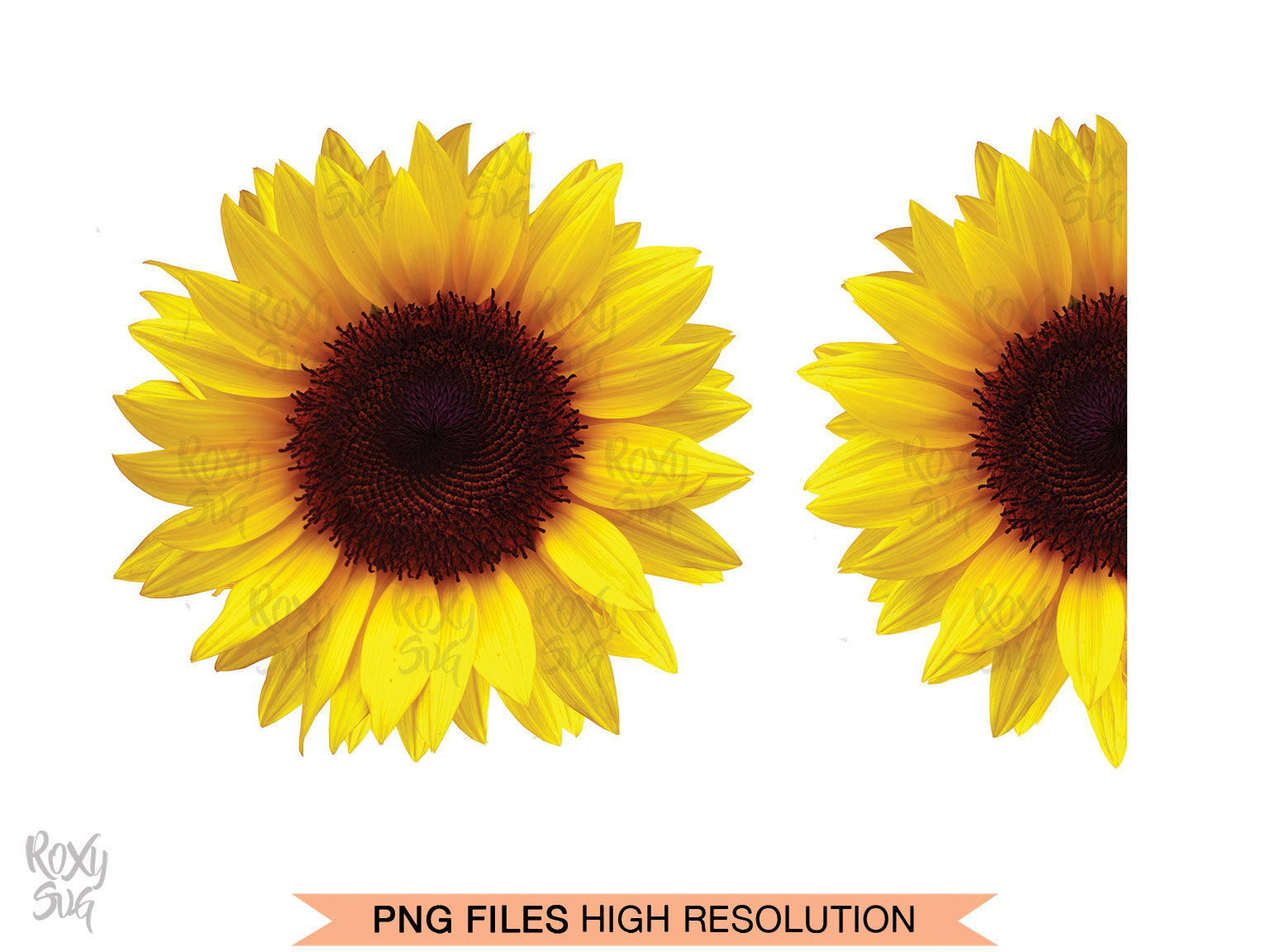 Download Half Sunflower, Whole Sunflower, Sunflower Clipart By ...