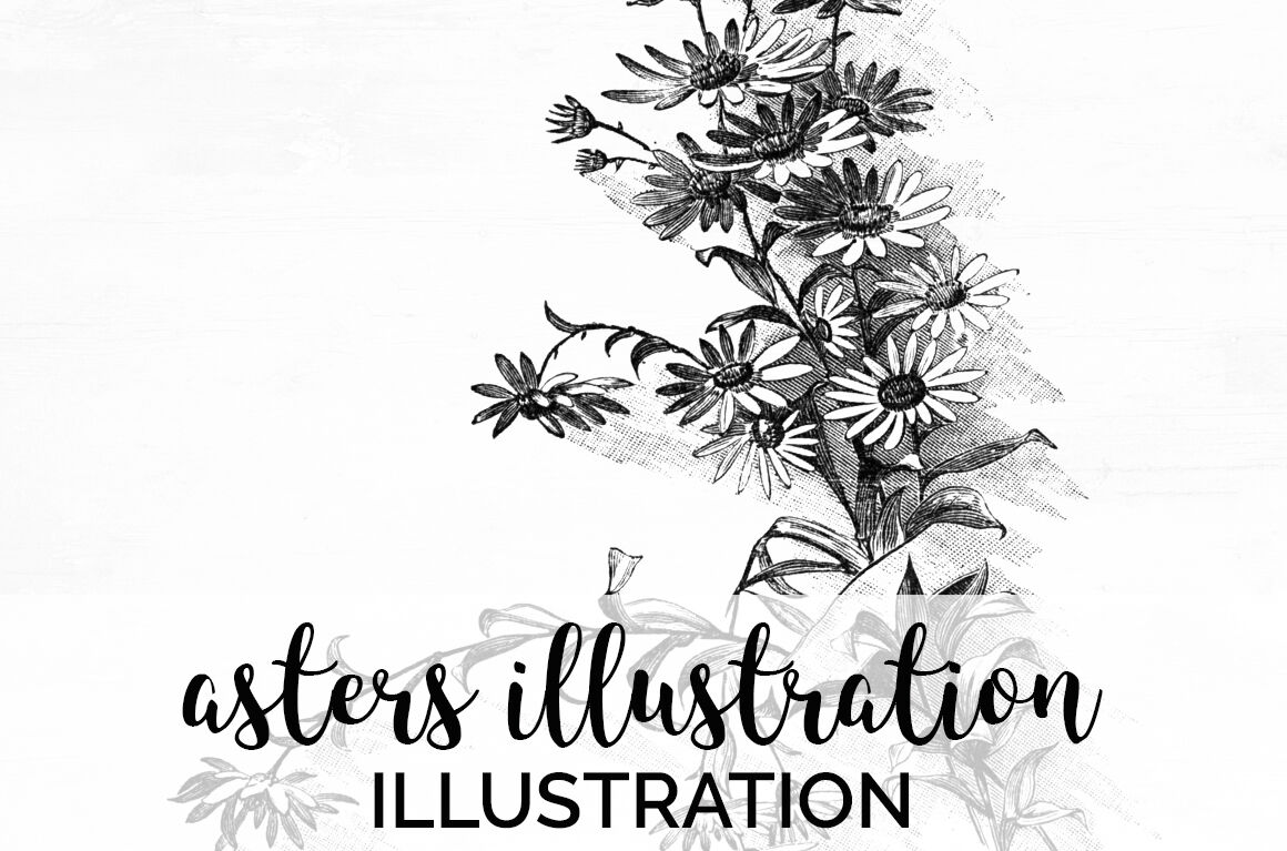 Aster Black And White Clipart By Enliven Designs Thehungryjpeg Com