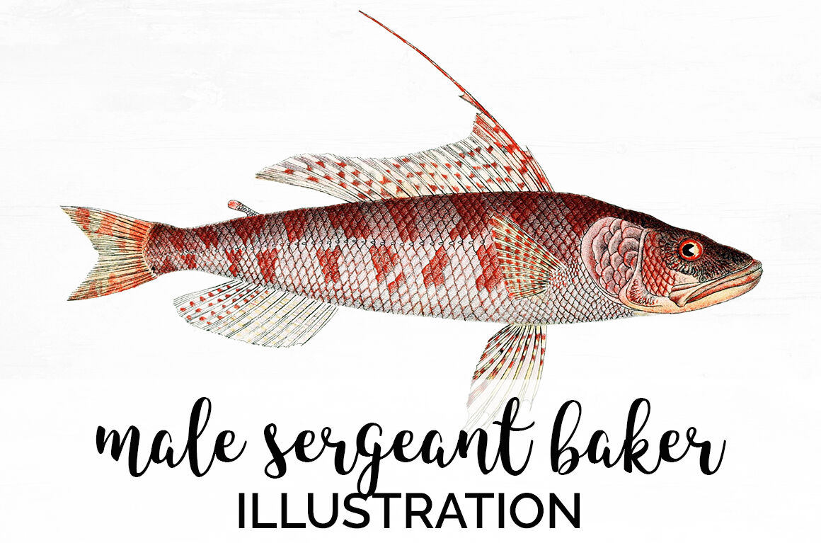 Fish Clipart By Enliven Designs Thehungryjpeg Com