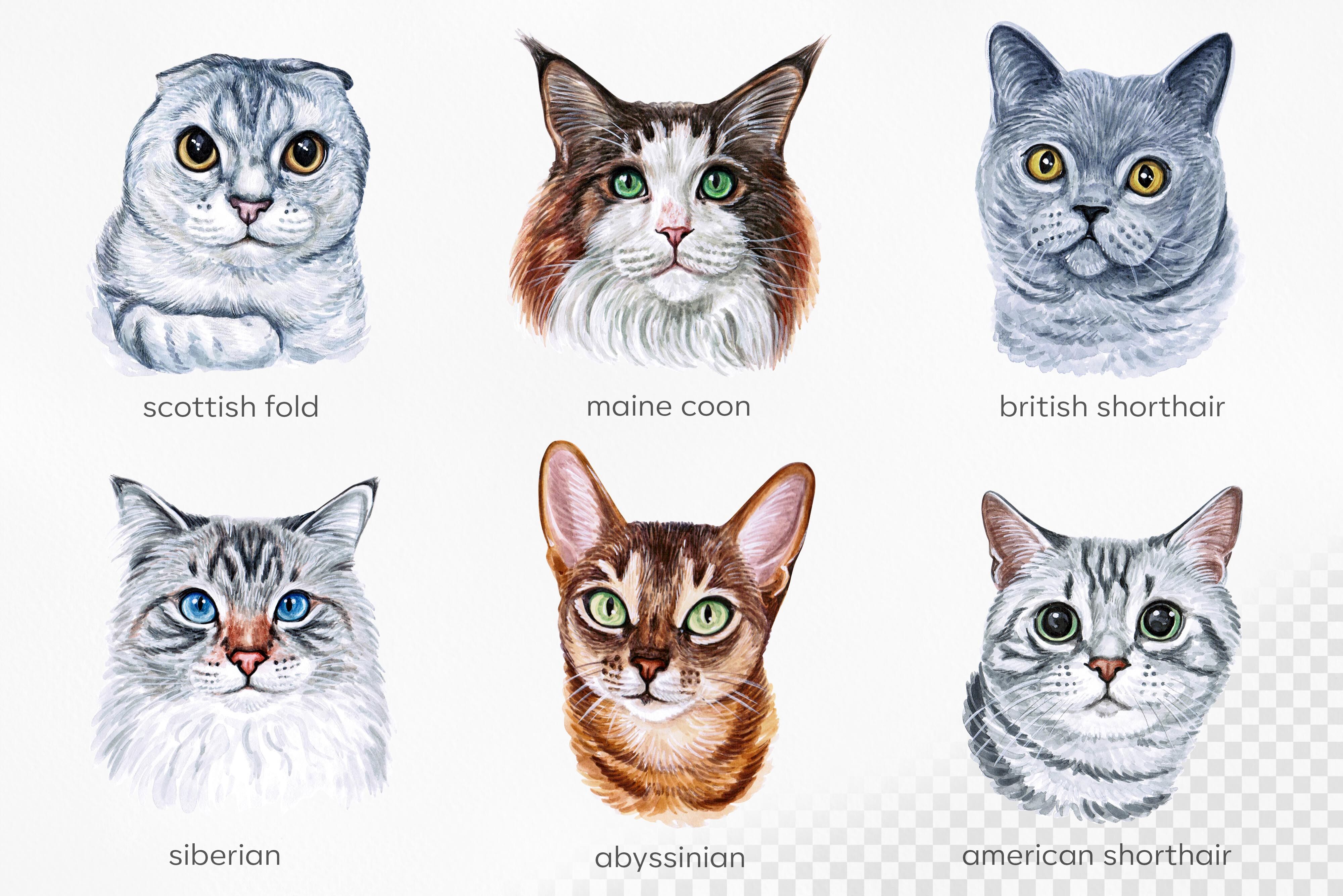 Разные породы кошек с фотографиями и названиями
