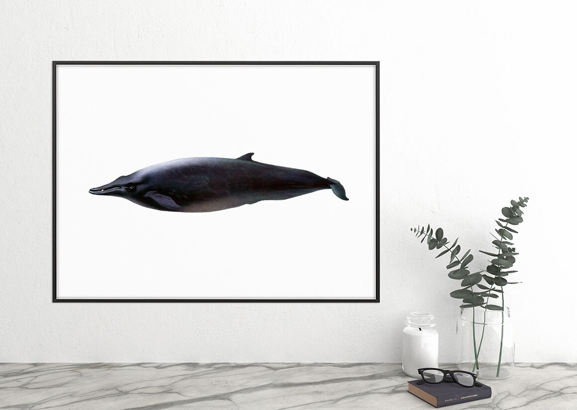 Whale Beaked Clipart By Enliven Designs | TheHungryJPEG
