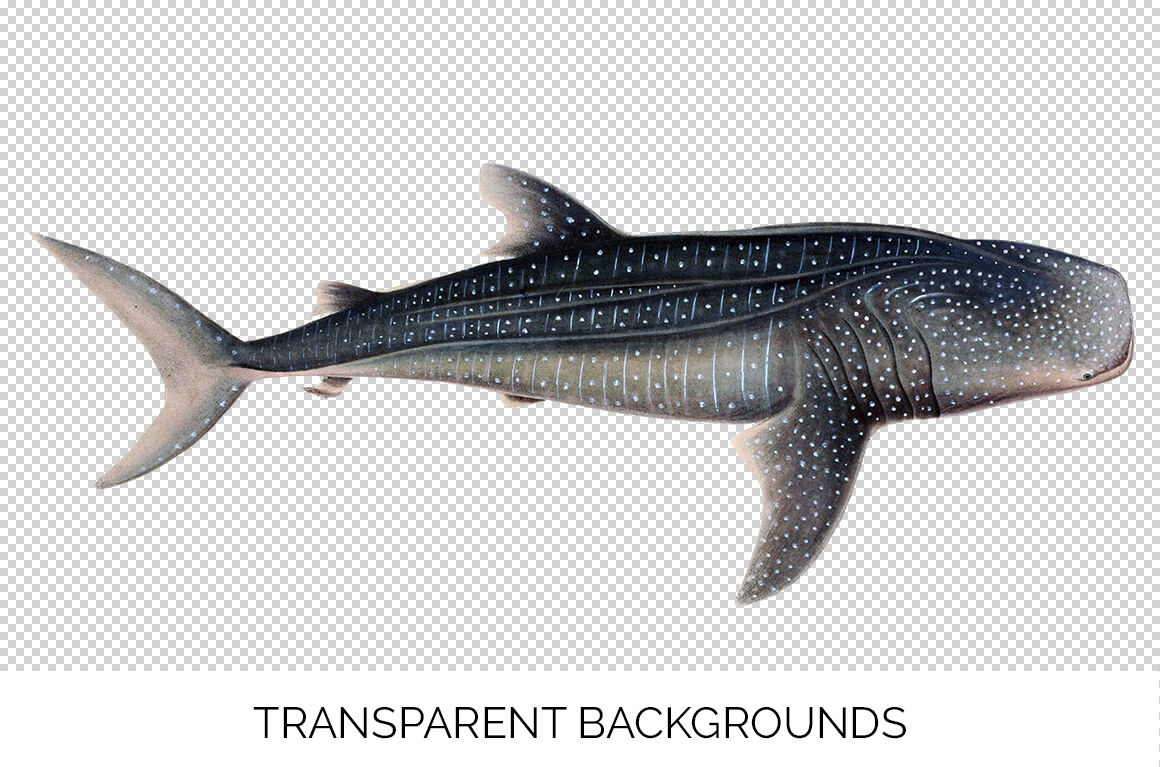 Featured image of post Whale Shark Clipart Transparent Background Guitar clip art on transparent background