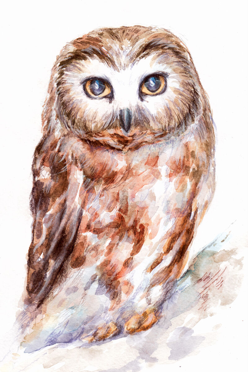 Hand-drawn watercolor and pencil owl illustration By Mantiska ...