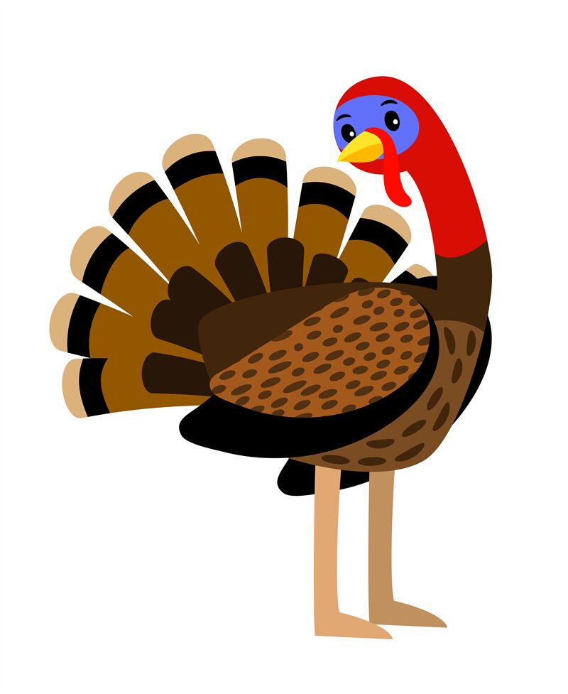Turkey. Vector thanksgiving traditional turkey bird animal closeup ill By  SmartStartStocker | TheHungryJPEG