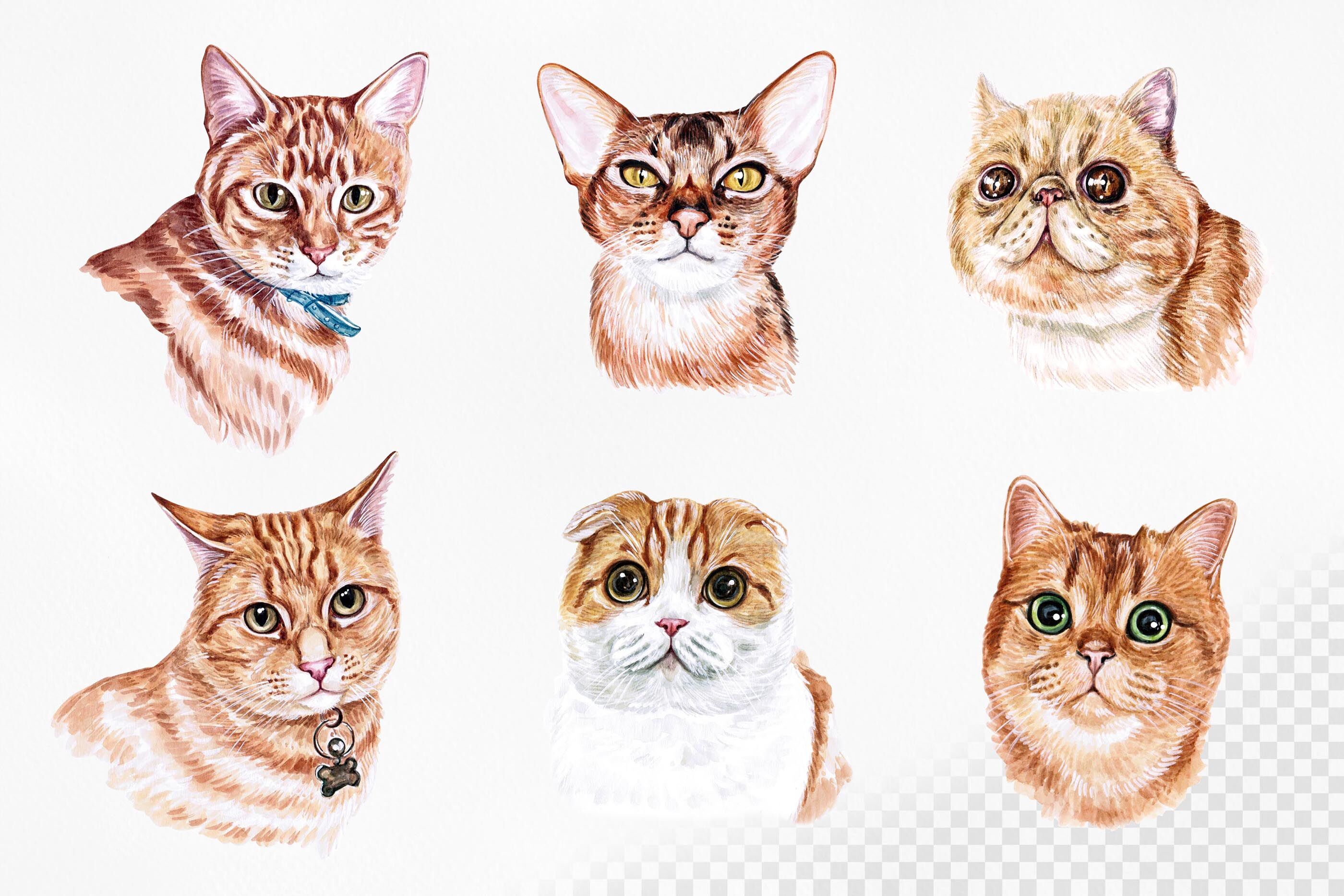 Watercolor cat illustrations. Cute 12 cats. Kitty. Meow. By Susik Shop | TheHungryJPEG
