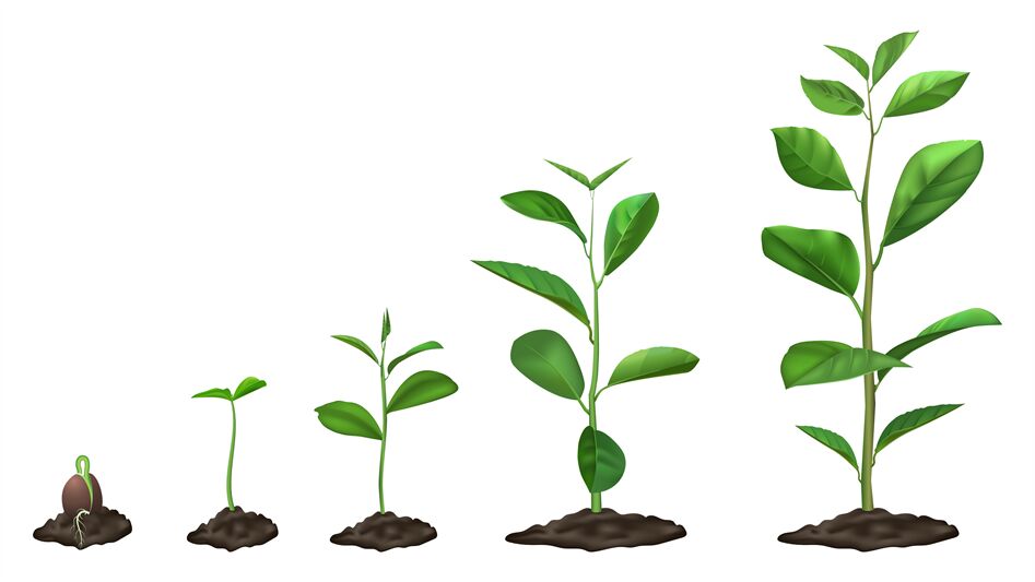 Realistic plant growth stages. Young seed growing in ground, green pla ...