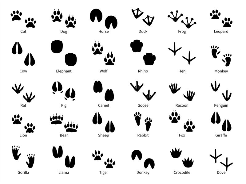Animal footprints. Walking track animals paw with name, pets tracks, b