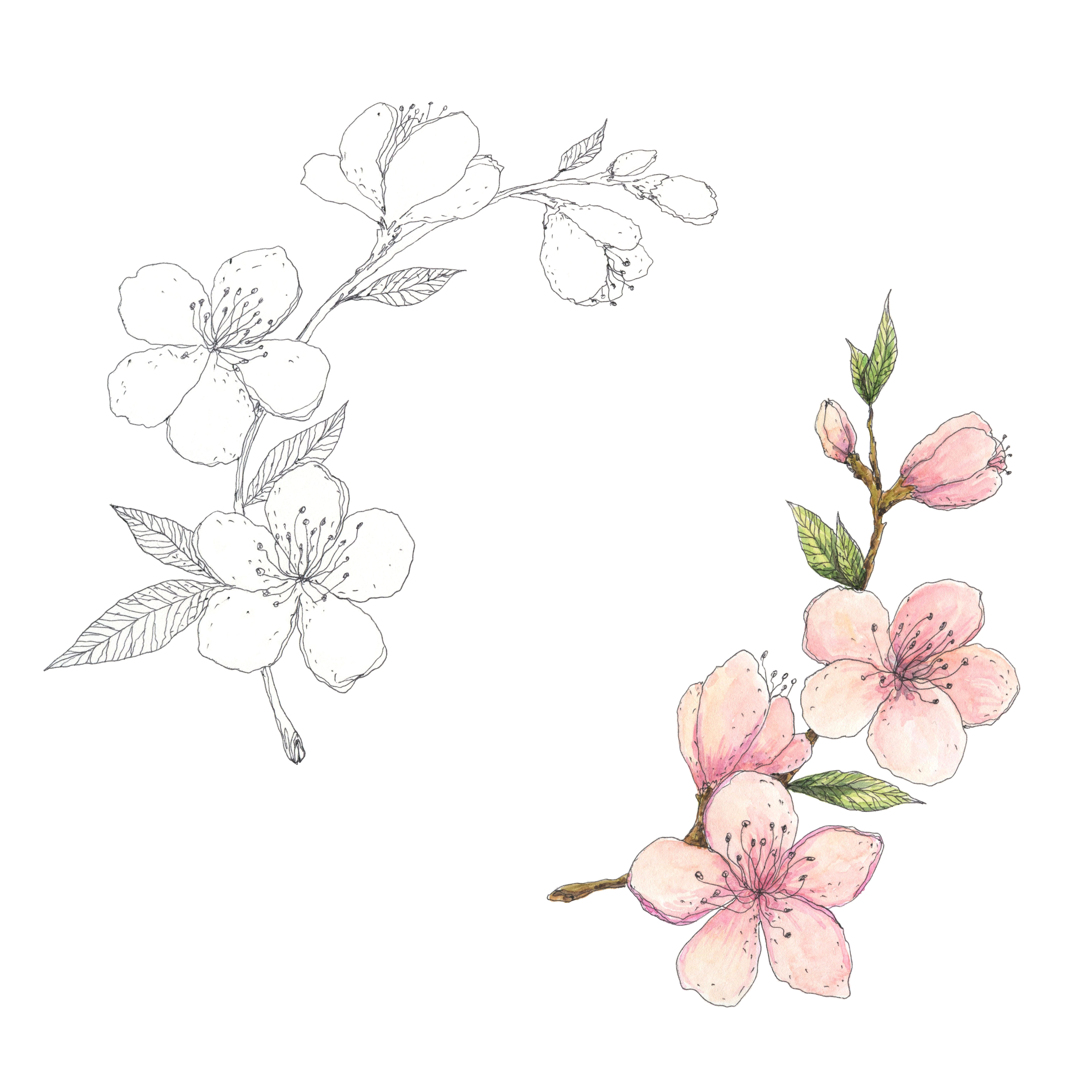 Cherry, almond blossom hand drawn botanical illustration By olyamore
