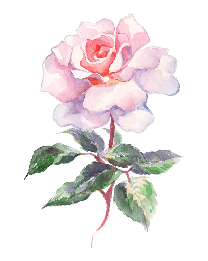 Rose sketch — Katie So