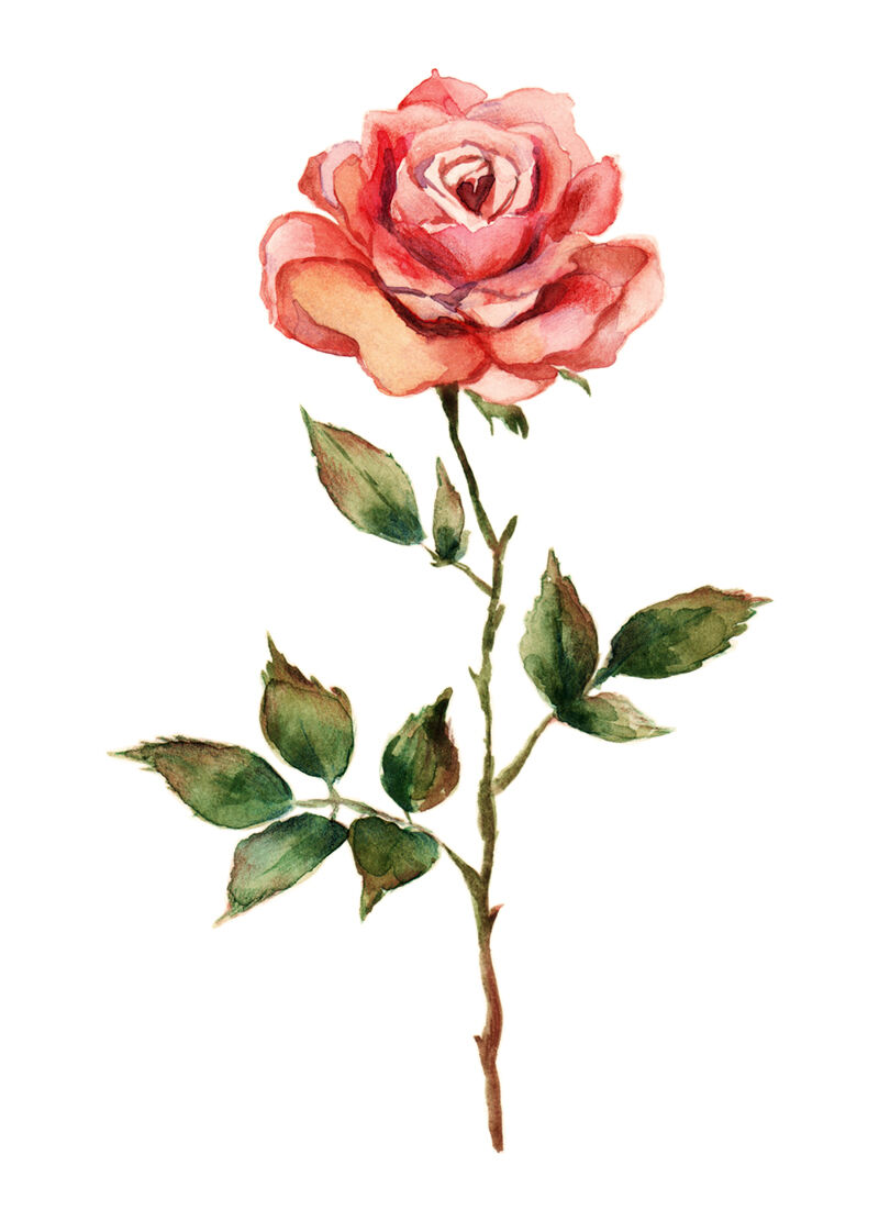 Watercolor and pencil rose illustration By Mantiska | TheHungryJPEG