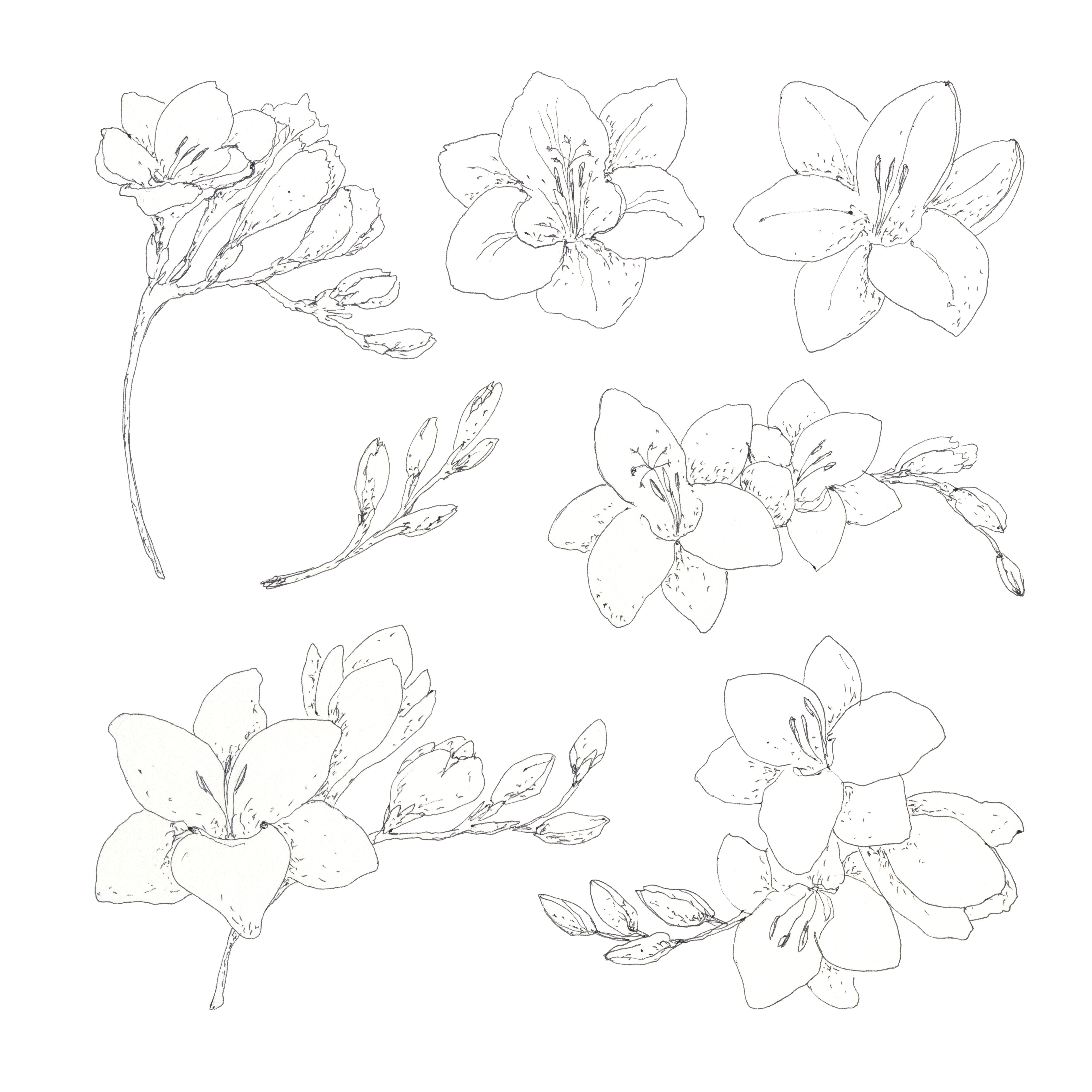 Freesia Set Hand Drawn Pen Ink Botanical Design Elements By Olyamore Thehungryjpeg 0674