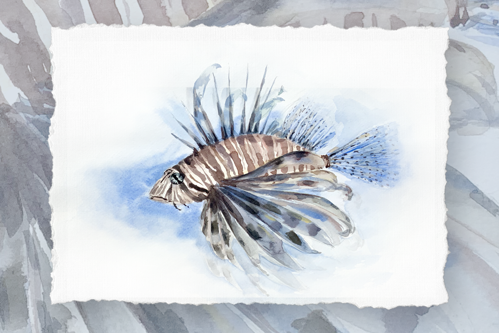 Download Watercolor Lionfish Clip Art And Print By Tatibordiu Watercolor Thehungryjpeg Com