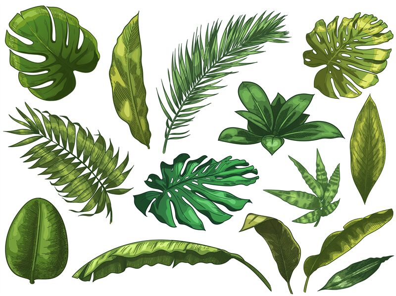 Rainforest Leaves Drawing How To Draw A Rainforest Tree Bodenewasurk